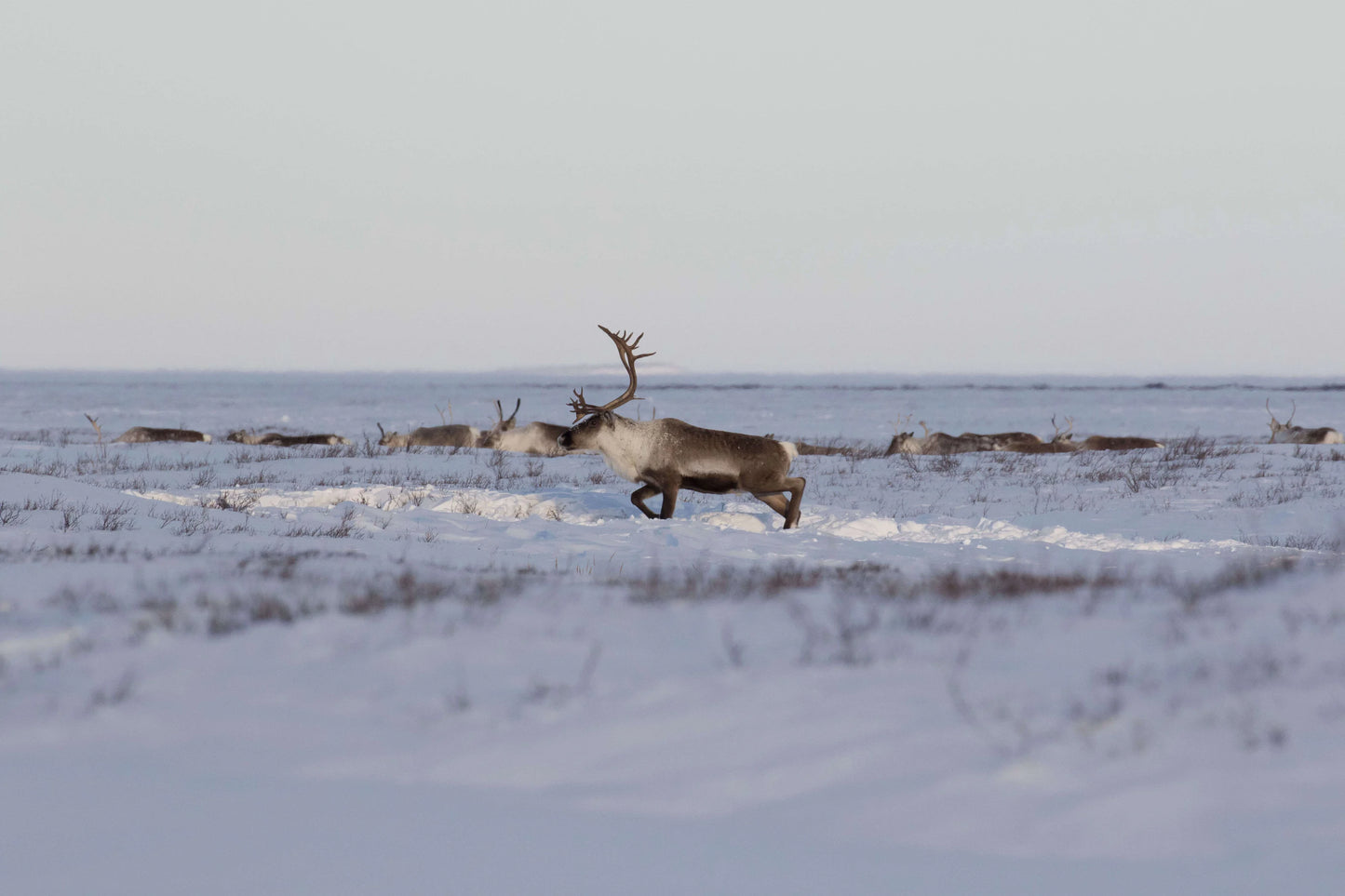 【Arctic Adventure】September 12 – September 18 | Aurora Borealis | Arctic Ocean | Wildlife | Indigenous Culture | Soft Adventure